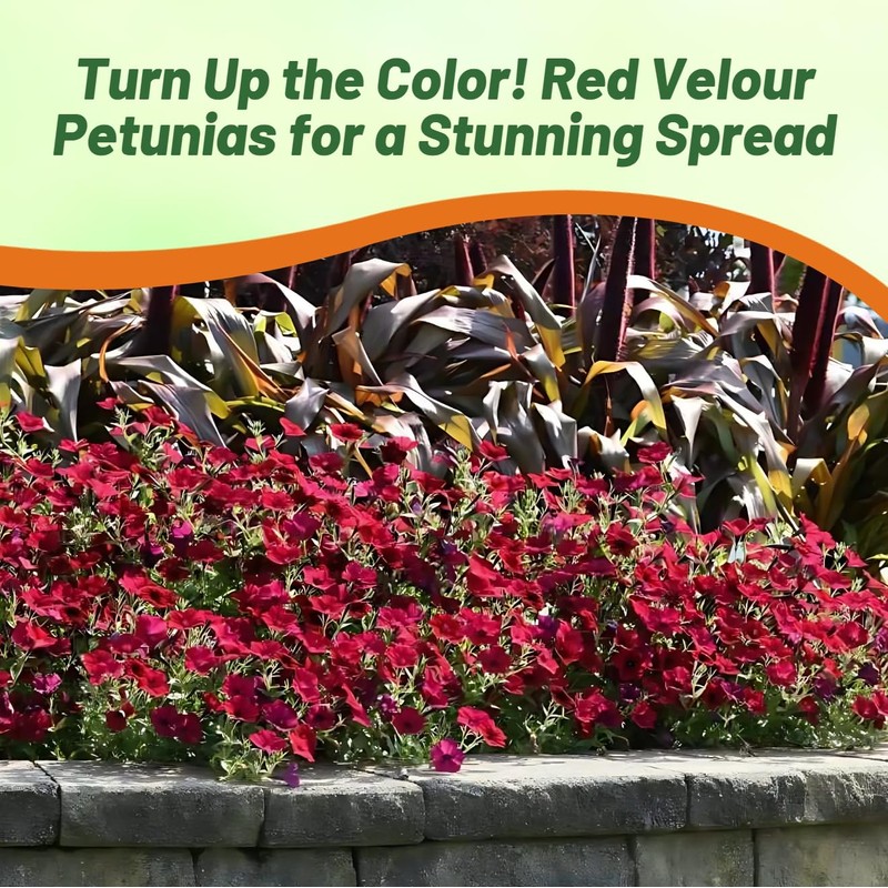 Outsidepride Red Velour Tidal Wave Petunia Seeds - 15 Pcs