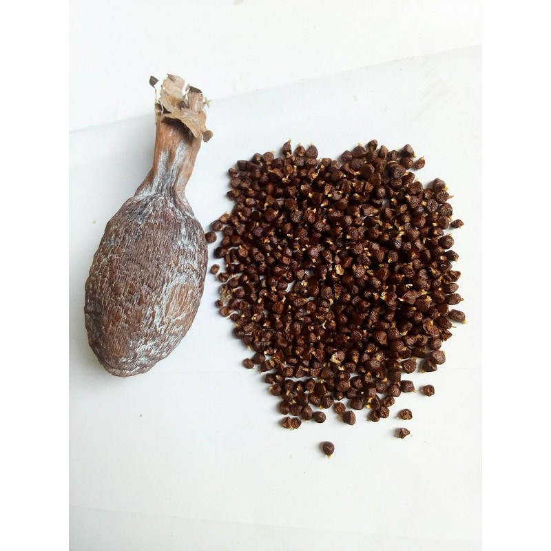 Ghana Alligator Pepper mbongo spice hepper Pepper (50)