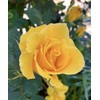Home-Growth Radiant Perfume Rose, Fragrant Large Yellow Rose - 5