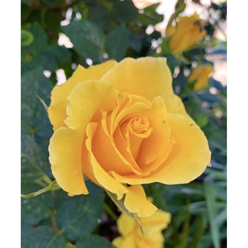 Home-Growth Radiant Perfume Rose, Fragrant Large Yellow Rose - 5