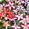 22Day Seeds: Seeds Petunia StarFall Mix/Annual Flowers