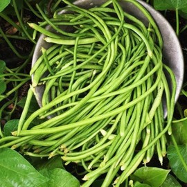 TomorrowSeeds - White Yard Long Bean Seeds - 30+ Count - for 2025 Planting Pole Bai-Lung Light Green Yellow Vining Chinese Asparagus Beans String Edamame Asian Vegetable Grow Your Own Home Farm Patio