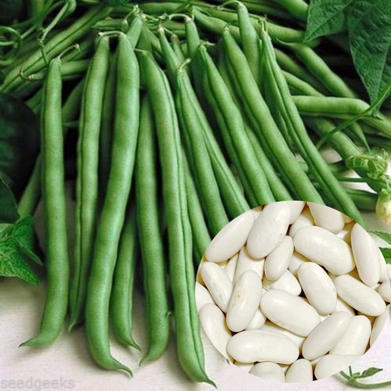70 Blue Lake Pole Bean Heirloom Seeds Stringless Heirloom -