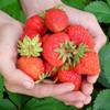 Evie-2 Strawberry Plants - High Production, Lots of Strawberries -