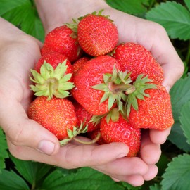 Evie-2 Strawberry Plants - High Production, Lots of Strawberries - Bare Root Strawberry Plants from Hand Picked Nursery (25)
