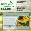 Outsidepride 5000 Seeds Annual Rudbeckia Green Eyes Flower Seeds for