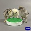 Dawe's GroGel Plus - Poultry Feed - for Treatment of