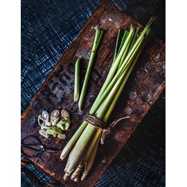 Lemongrass 5 Lemongrass Stalks, Mosquito Repellent, Cymbopogon, Easy to Plant Citronella