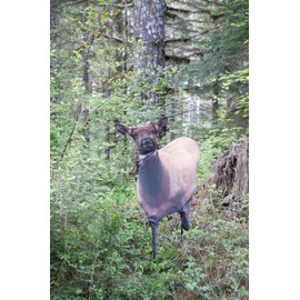 MONTANA DECOY Eichler Elk
