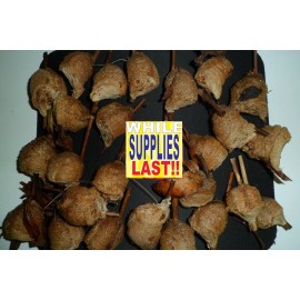 We Got The Bug's 25g Herbs Sang Piao Xiao, Ootheca Mantis, Praying Mantis Egg-Case Can't Hatch !!