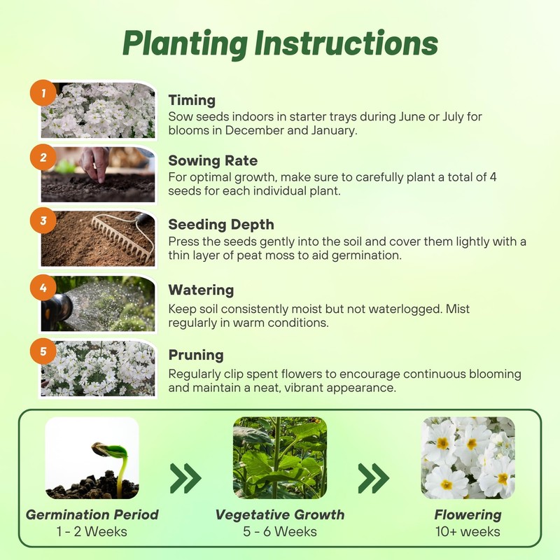 Outsidepride White Fairy Primrose Seeds - 1000 Pcs Perennial, Hardy,