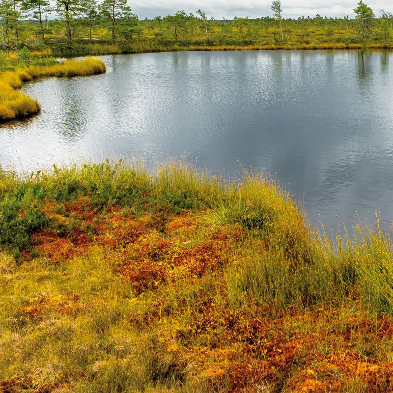 Haro Active Moor Cream 100 ml