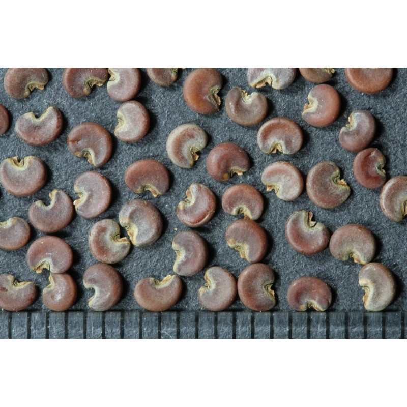 ONeill Seeds Marshmallow Plant Seeds - Althaea officinalis | Heirloom