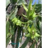 Cactus 30 Organic Dragon Fruit cuttings 8-14 inches long check