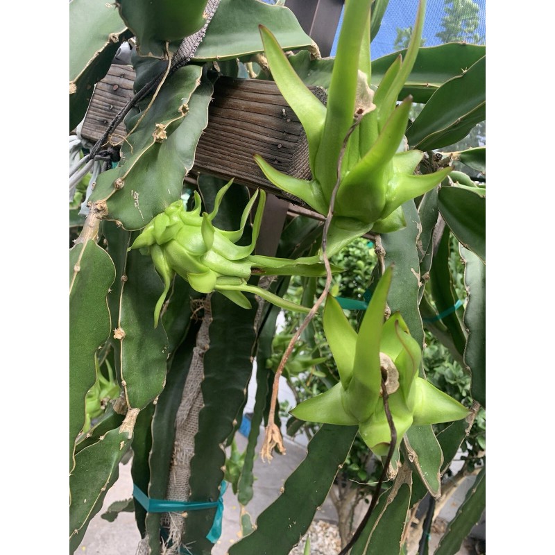 Cactus 30 Organic Dragon Fruit cuttings 8-14 inches long check