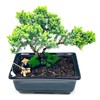 Live Dwarf Juniper Bonsai Tree About 6 Years Old with