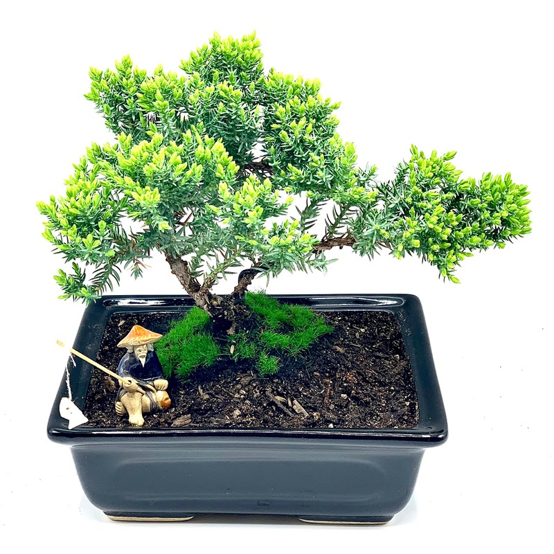 Live Dwarf Juniper Bonsai Tree About 6 Years Old with