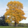 Sunshine Master Silver Maple Tree - 2yo 20"+ Tall -