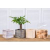 Clear Plastic Liners for Wood Boxes (4”x 4.75”) l Inserts