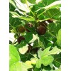 Hardy Chicago Organic Fig Tree 5 Cuttings ---Hardy Chicago