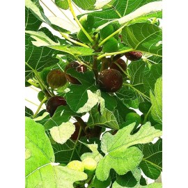 Hardy Chicago Organic Fig Tree 5 Cuttings       ---Hardy Chicago
