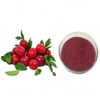 크랜베리농축분말H 100g 샘플 Cranberry Concentrate Powder H 100g Sample