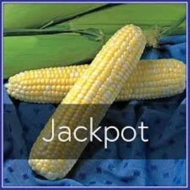 PEACHES AND CREAM  JACKPOT HYBRID CORN Yellow White Sweet Corn Seeds Non GMO Bi color 100+ SEEDS