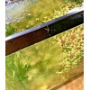 Red Myrio Myriophyllum Heterophyllum Live Aquarium Plants BUY 2 GET
