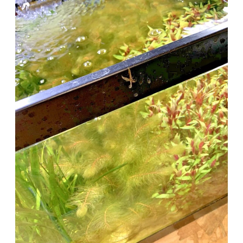 Red Myrio Myriophyllum Heterophyllum Live Aquarium Plants BUY 2 GET