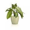LECHUZA Classico Color 14 Deco Linden Table Pot Matte Surface