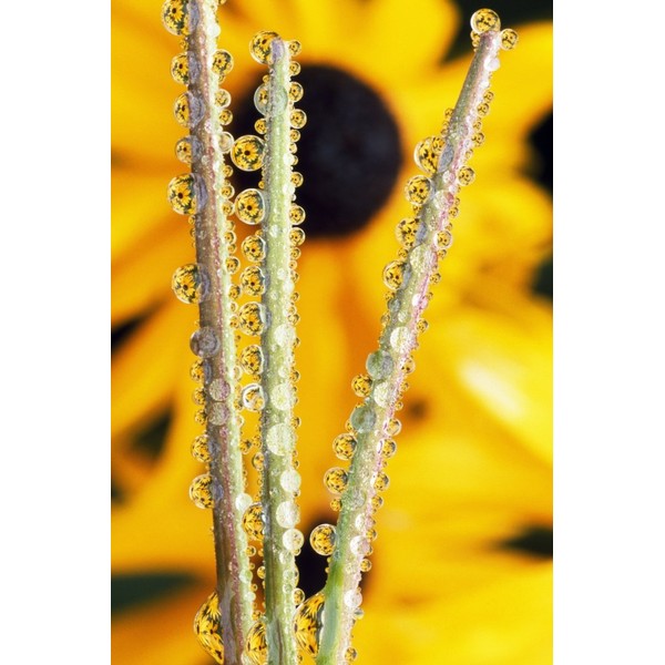 Posterazzi Reflection In Dew Drops Poster Print, (12 x 18)