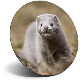 Destination Vinyl ltd Magnet for Refrigerator, Fridge - Cute Young Mink Baby Arctic for Office, Cabinet and Whiteboard, Magnetic Stickers, 16307