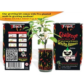White Habanero Chili Pepper Grow Kit by Magic Plant -2 Kits - Exotic Heat - Indoor or Garden, Non-GMO Heirloom Seeds Included, Easy DIY All in One Kit, 100K-350K SHUs, Great Gift