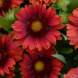 Outsidepride 25 Seeds Perennial Gaillardia Grandiflora Mesa Red Blanket Flower Seeds for Planting