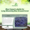 Outsidepride Blue Carpet Lobelia Seeds - 10000 Pcs Annual Ground