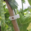 ZDZBLX Pack of 300 Plant Clips, Trellis for Climbing Plants,