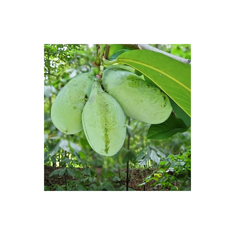2 Paw Paw Trees Plants, Live Pawpaw Tree Plant -