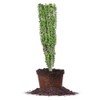 Sky Pencil Holly - Size: 1-2 FT, Live Plant, Includes