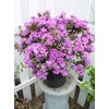 Green Promise Farms Rhododendron X GEM` Evergreen, 3-Size Container, Bluish