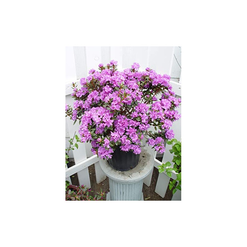 Green Promise Farms Rhododendron X GEM` Evergreen, 3-Size Container, Bluish
