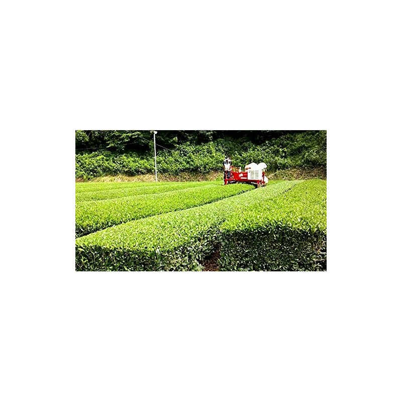 [2024 New Tea] Ureshino Tea Special Selection Set of 2