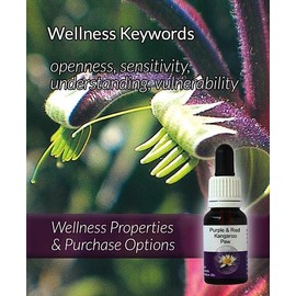 Living Essences Kangaroo Paw Flower Essence 100 ml, Purple/Red