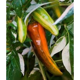 Rare Variegated Fish Pepper! HOT!