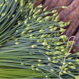TomorrowSeeds Chinese Garlic Chives Seeds | Jiuchai Leek Allium White Flower Asian Seed 2025 - 1500+ Count
