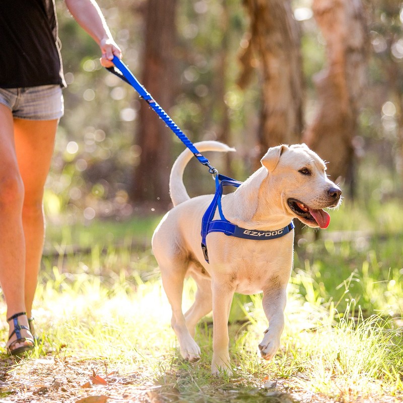 EzyDog ZERO SHOCK Leash - Best Shock Absorbing Dog Leash,