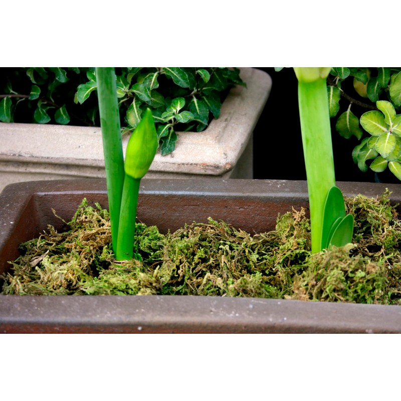 SuperMoss 23820 Mountain Moss Green Sphagnum, Mini Bale, Natural Dried