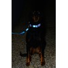 Rogz Utility Medium 5/8" Snake Fixed 6' Long Reflective Dog