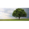 Laurel Oak Tree | Quercus Laurifolia Swamp Oak | 3