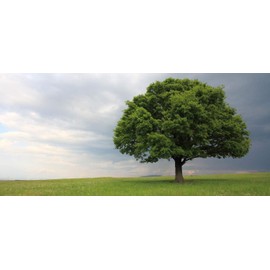 Laurel Oak Tree | Quercus Laurifolia Swamp Oak | 3 Live Plants | Semi-Evergreen Deciduous Shade Tree