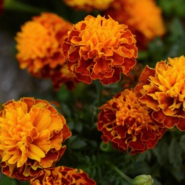 Outsidepride French Marigold Hot Pak Harmony Flower Seeds - 300 Seeds